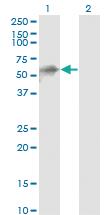 Anti-KLHL41 Mouse Monoclonal Antibody [clone: 1H3]