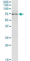 Anti-STAM2 Mouse Monoclonal Antibody