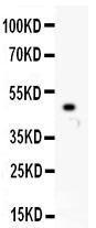 Anti-MCAK Polyclonal Antibody