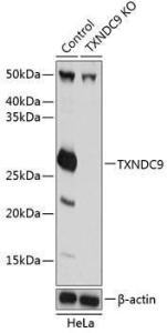 Western blot analysis of extracts from normal (control) and TXNDC9 knockout (KO) HeLa cells, using Anti-TXNDC9 Antibody (A307184) at 1:1,000 dilution The secondary antibody was Goat Anti-Rabbit IgG H&L Antibody (HRP) at 1:10,000 dilution Lysates/proteins were present at 25 µg per lane