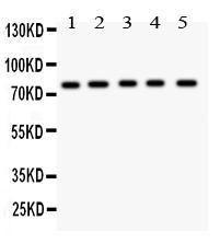 Anti-MCAK Polyclonal Antibody