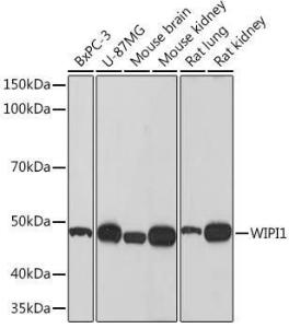 Western blot analysis of extracts of various cell lines, using Anti-WIPI1 Antibody [ARC1652] (A307185) at 1:500 dilution