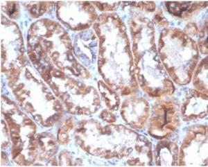 Immunohistochemical analysis of formalin-fixed, paraffin-embedded human kidney tissue using Anti-CD40L Antibody [CD40LG/4675]