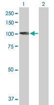 Anti-KIF3C Mouse Polyclonal Antibody