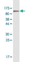 Anti-HSPA5 Mouse Monoclonal Antibody [clone: 2G11]