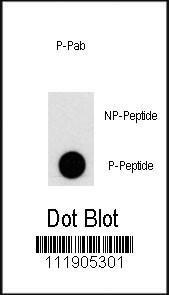 Anti-PI3KC3 Rabbit Polyclonal Antibody (HRP (Horseradish Peroxidase))