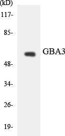 Western blot analysis of the lysates from HeLa cells using Anti-GBA3 Antibody