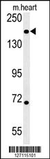 Anti-DI3L1 Rabbit Polyclonal Antibody