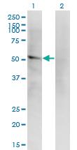 Anti-LILRA2 Mouse Monoclonal Antibody [clone: 4D7]