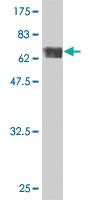 Anti-TUBA4A Mouse Monoclonal Antibody [clone: 2A11]