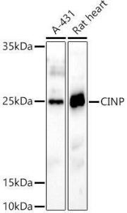 Anti-CINP Rabbit Polyclonal Antibody