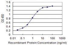 Anti-KLHL41 Mouse Monoclonal Antibody [clone: 1H3]