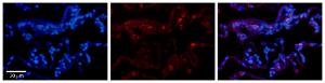 Anti-BCKDHA Rabbit Polyclonal Antibody