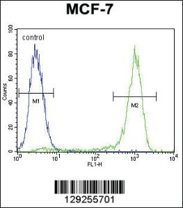 Anti-AKT1 Rabbit Polyclonal Antibody