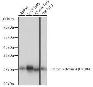 Anti-Peroxiredoxin 4 Rabbit Monoclonal Antibody [clone: ARC1442]