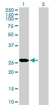 Anti-RBPMS Mouse Polyclonal Antibody