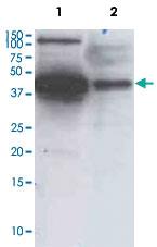 Anti-MAPK3 Mouse Monoclonal Antibody (Biotin) [clone: SB46b]