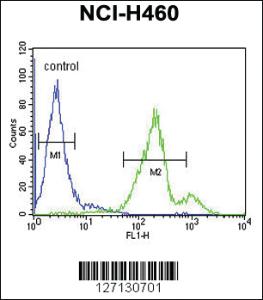 Anti-SC31B Rabbit Polyclonal Antibody