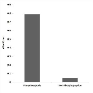 ELISA for immunogen phosphopeptide (left) and non-phosphopeptide (right) using Anti-WEE1 (phospho Ser642) Antibody