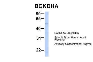 Anti-BCKDHA Rabbit Polyclonal Antibody