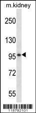 Anti-F-spondin Rabbit Polyclonal Antibody (APC (Allophycocyanin))