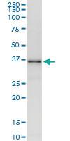 Anti-CYP3A43 Rabbit Polyclonal Antibody