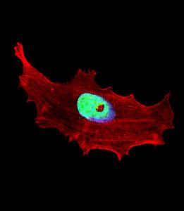 Anti-BHLHE41 Rabbit Polyclonal Antibody (APC (Allophycocyanin))