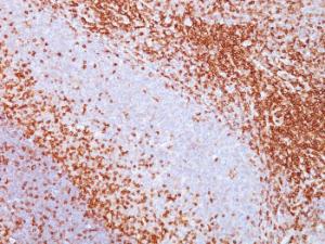 Immunohistochemical analysis of formalin-fixed, paraffin-embedded human tonsil using Anti-CD43 Antibody [SPM503]