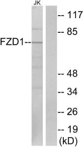 Western blot analysis of lysates from Jurkat cells using Anti-FZD1 Antibody. The right hand lane represents a negative control, where the antibody is blocked by the immunising peptide