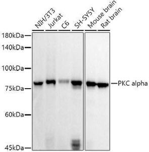 Western blot analysis of extracts of various cell lines, using Anti-PKC alpha Antibody (A12587) at 1:500 dilution. The secondary antibody was Goat Anti-Rabbit IgG H&L Antibody (HRP) at 1:10,000 dilution.