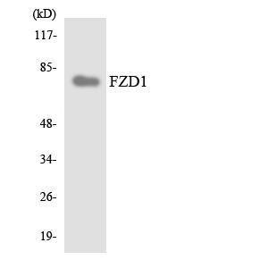 Western blot analysis of the lysates from HT 29 cells using Anti-FZD1 Antibody