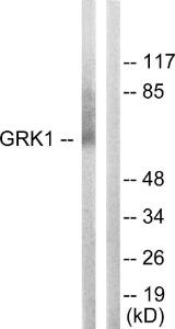 Western blot analysis of lysates from COLO205 cells using Anti-GRK1 Antibody. The right hand lane represents a negative control, where the antibody is blocked by the immunising peptide.