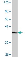 Anti-GLRX2 Mouse Monoclonal Antibody [clone: 3E9]