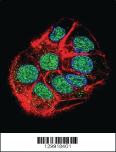 Anti-CCDC153 Rabbit Polyclonal Antibody