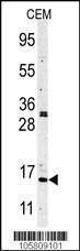 Anti-HIST3H3 Rabbit Polyclonal Antibody (APC (Allophycocyanin))