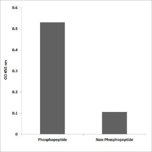 ELISA for immunogen phosphopeptide (left) and non-phosphopeptide (right) using Anti-TAK1 (phospho Thr184) Antibody