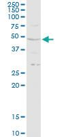 Anti-RRAGB Rabbit Polyclonal Antibody