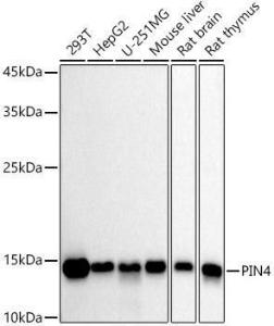 Western blot analysis of extracts of various cell lines, using Anti-PIN4 Antibody [ARC2893] (A307191) at 1:1,000 dilution. The secondary antibody was Goat Anti-Rabbit IgG H&L Antibody (HRP) at 1:10,000 dilution.