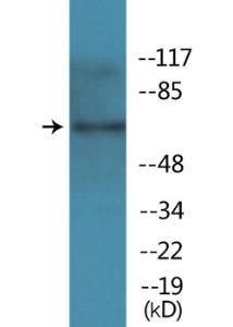 Western blot analysis of lysates from HepG2 cells treated with TNF 20ng/ml 5' using Anti-TAK1 (phospho Thr184) Antibody