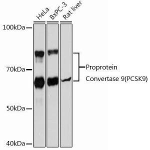 Western blot analysis of extracts of various cell lines, using Anti-PCSK9 Antibody [ARC0695] (A307192) at 1:1,000 dilution