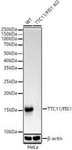 Western blot analysis of extracts from normal (control) and TTC11/FIS1 knockout (KO) HeLa(KO) cells, using Anti-TTC11/FIS1 Antibody [ARC5010-01] (A307193) at 1:1,000 dilution