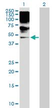 Anti-RRAGB Rabbit Polyclonal Antibody