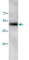 Anti-PAWR Rabbit Polyclonal Antibody