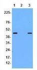 Anti-Ficolin B Rat Monoclonal Antibody [clone: IA4]