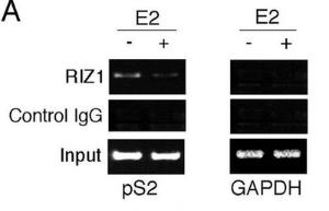 Anti-PRDM2 Mouse Monoclonal Antibody (AP (Alkaline Phosphatase)) [clone: 33AT1045]