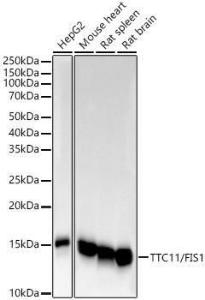 Western blot analysis of various lysates, using Anti-TTC11/FIS1 Antibody [ARC5010-01] (A307193) at 1:1,000 dilution