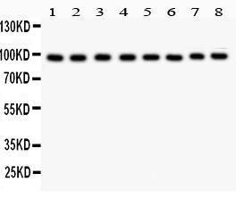 Anti-TFRC Polyclonal Antibody