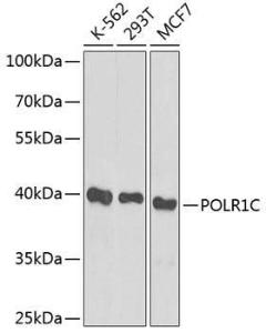 Western blot analysis of extracts of various cell lines, using Anti-POLR1C Antibody (A12589) at 1:1,000 dilution