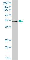 Anti-RRAGB Rabbit Polyclonal Antibody