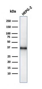 Western blot analysis of HepG2 cell lysate using Anti-CD7 Antibody [CD7/3737]